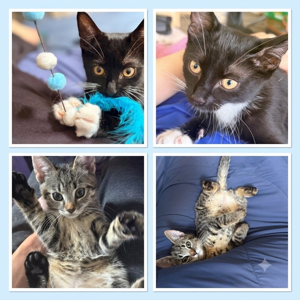 2 Lieve speelse kittens zoeken nieuw huisje, Meerdere dieren, Kortharig, 0 tot 2 jaar