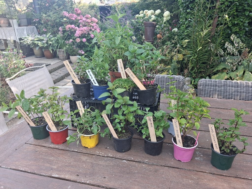 Leuk bijzondere munt planten!!!!!!!, Ophalen of Verzenden, Vaste plant, Overige soorten, Volle zon