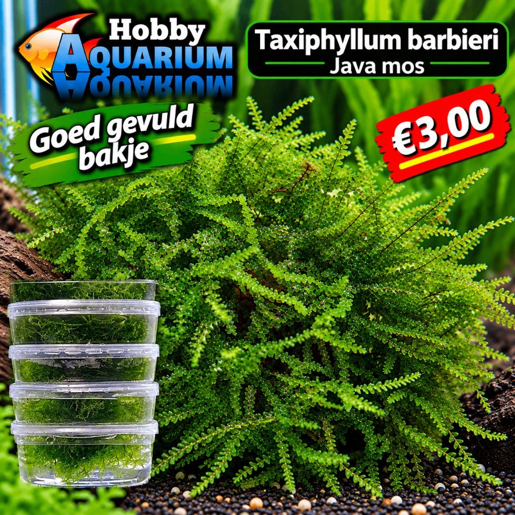 Hobbyaquarium  Taxiphyllum barbieri(Java mos)mosballen aktie, Dieren en Toebehoren, Ophalen, Hobbyaquarium, Plant(en), Steen of Hout