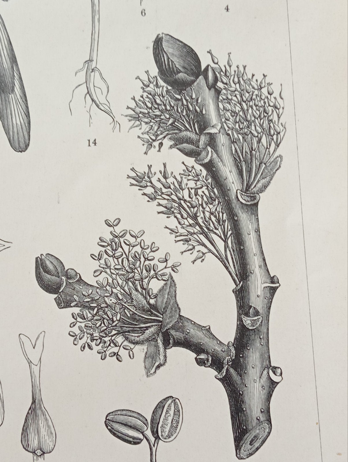 Botanische Gravure Es 1895, Antiek en Kunst, Ophalen of Verzenden