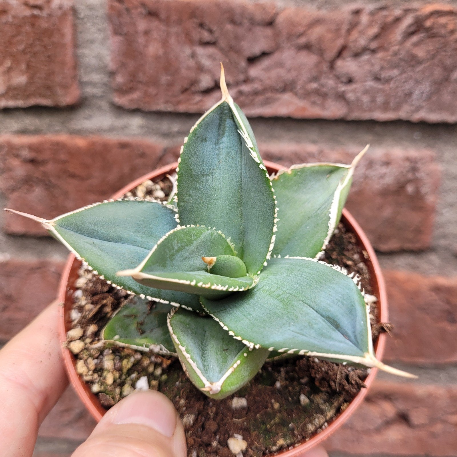 Mini agave ?, Ophalen of Verzenden, Halfschaduw, Minder dan 100 cm