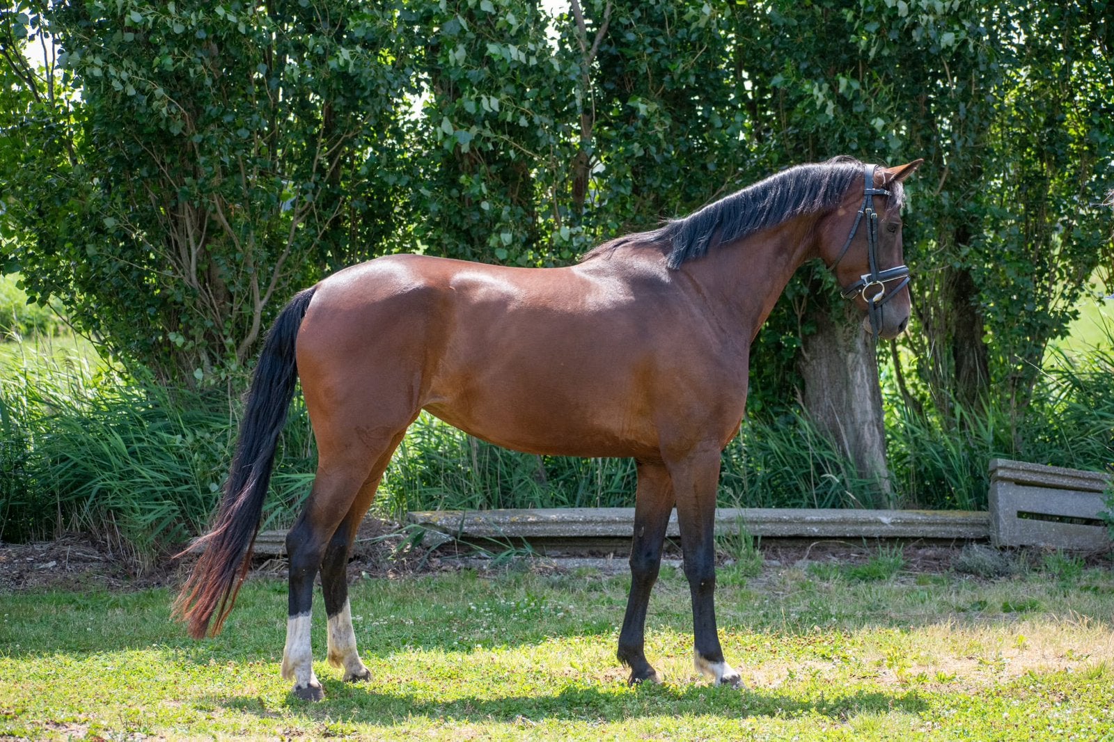 Leuke kwpn merrie, Dieren en Toebehoren, Merrie, Met stamboom, Dressuurpaard, 3 tot 6 jaar