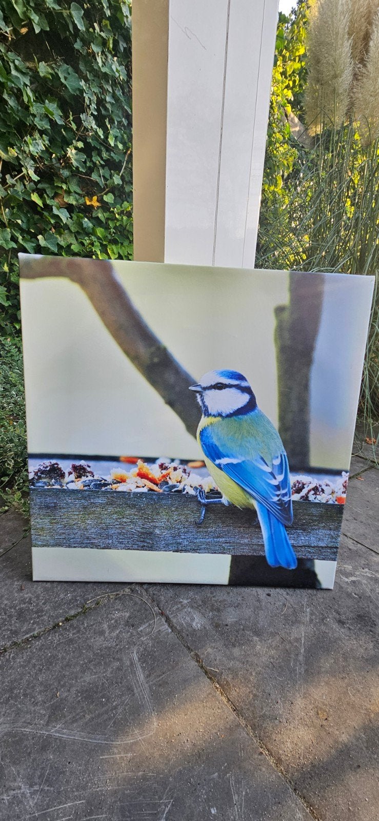 Canvas schilderij pimpelmees / vogel – natuurfoto, Huis en Inrichting, Ophalen, Minder dan 50 cm, Gebruikt, Foto of Poster