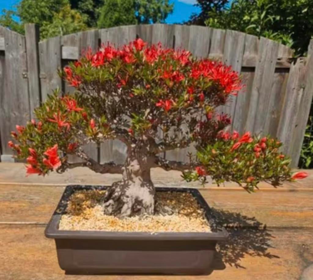Satsuki azalea bonsaï, Halfschaduw, Overige soorten, Zomer, Ophalen