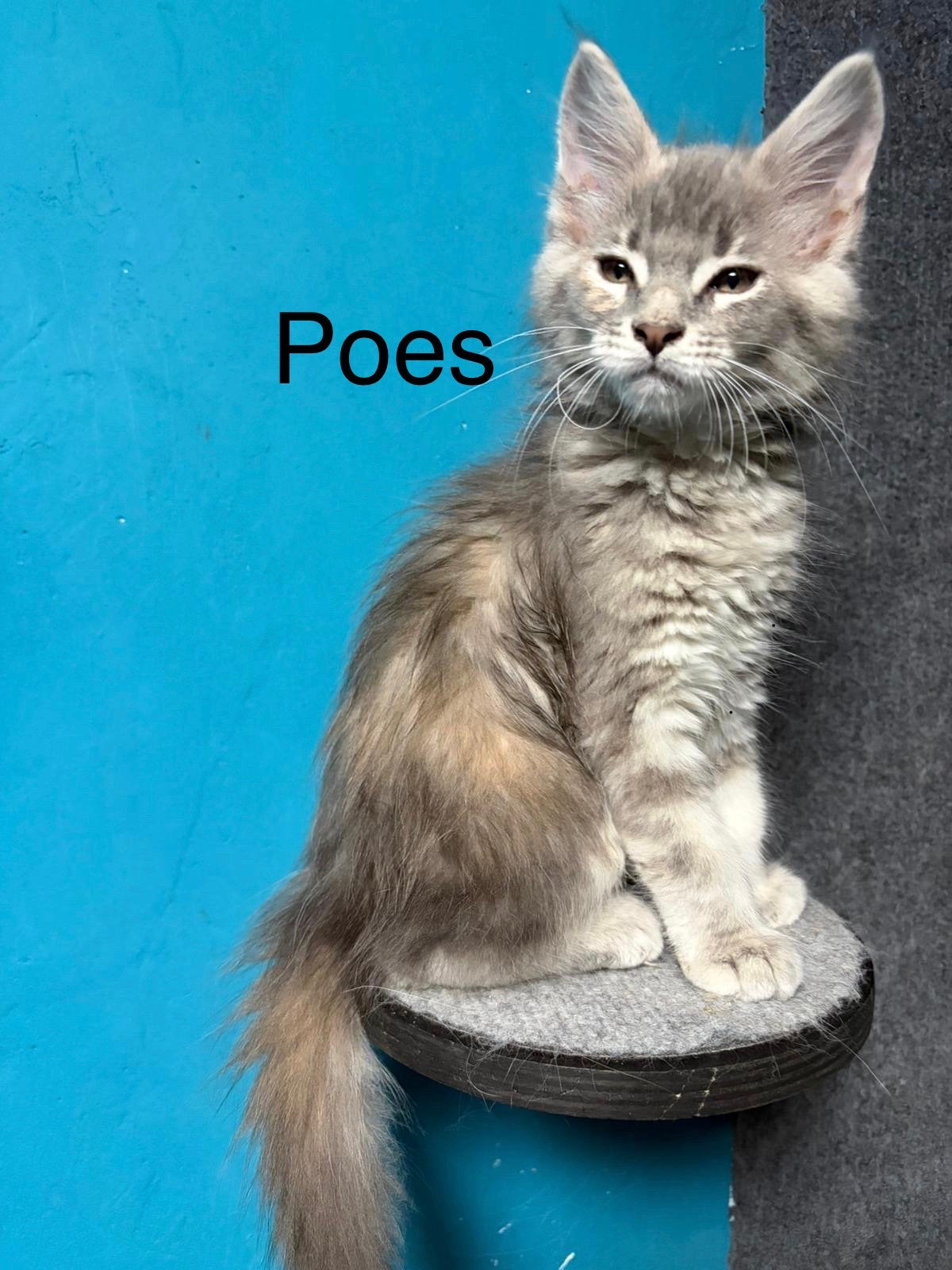 laatste Maine coon kitten zonder stamboom 100% Maine Coon, Meerdere dieren, Met stamboom, 0 tot 2 jaar