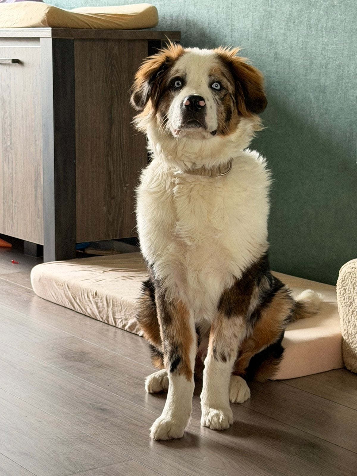 Australian Shepherd x Berner Sennen., 15 weken tot 1 jaar, Parvo, Eén hond, Nederland