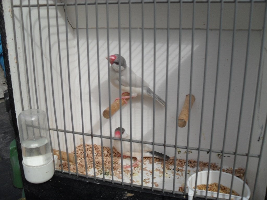 stel agaat rijstvogels, Dieren en Toebehoren, Meerdere dieren