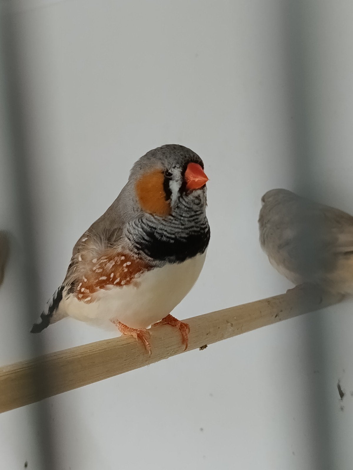 Grote grijze zebravink, Dieren en Toebehoren, Vogels | Overige Vogels, Mannelijk, Tropenvogel, Geringd