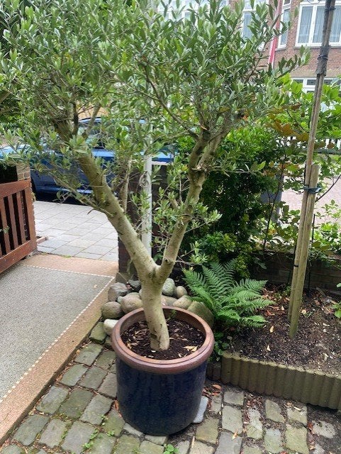 olijfboom, Bloeit niet, 100 tot 250 cm, Olijfboom, Ophalen
