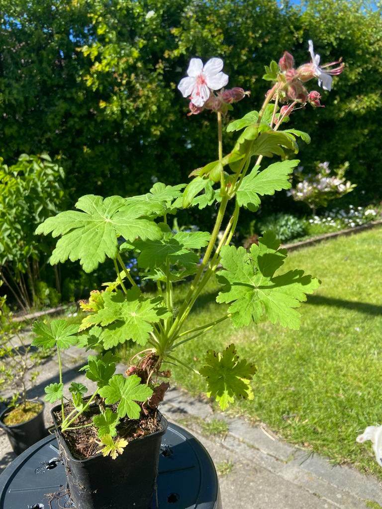 Geranium, ( rots ooievaakbek )Vaste plant met witte bloemen, Tuin en Terras, Planten | Tuinplanten, Volle zon, Vaste plant, Zomer