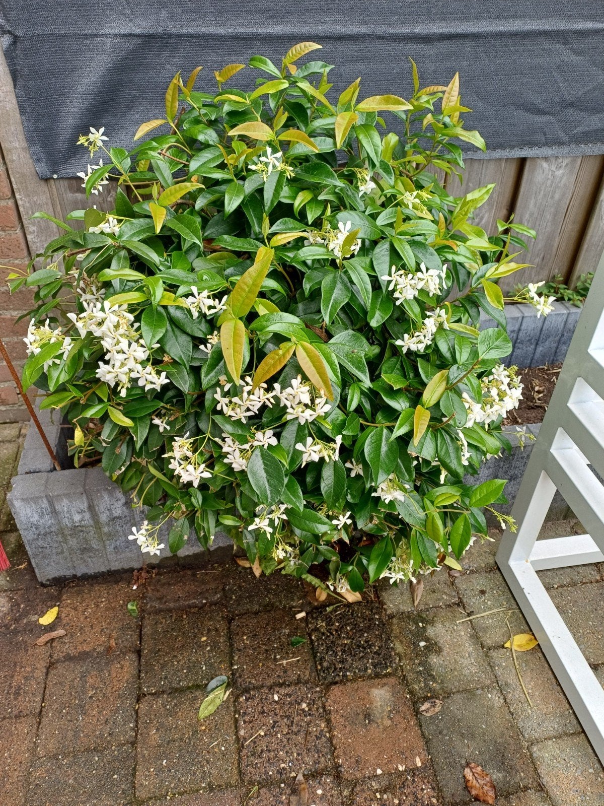 Jasmijn struik, Tuin en Terras, Planten | Tuinplanten, Ophalen, Klimplanten, Volle zon