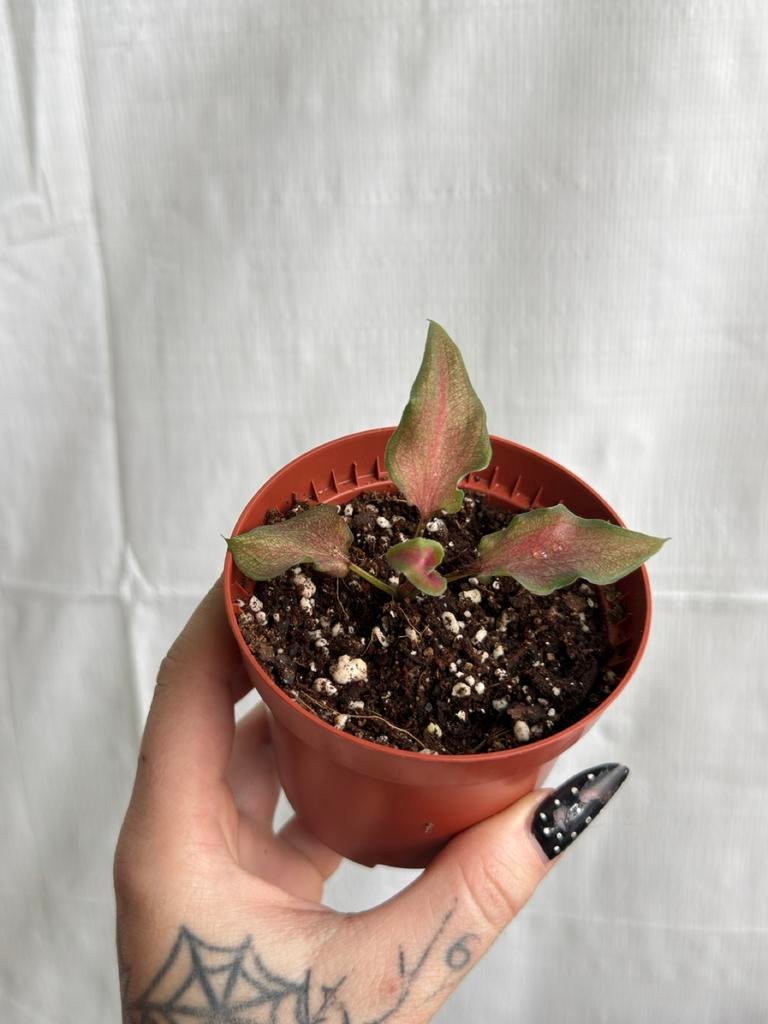 Caladium Lucia - Prachtige kamerplant met roze bladeren, Ophalen of Verzenden