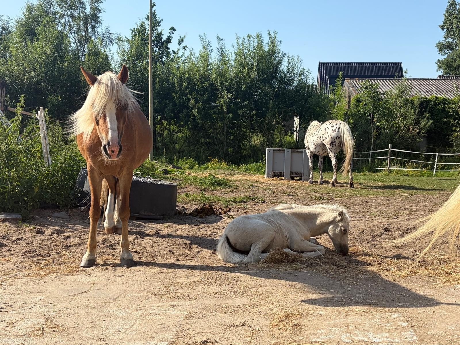 GEZOCHT: Ochtendhulp voor doe het zelfstal in Rijnsaterwoude, Diensten en Vakmensen, Dieren | Paarden | Verzorging, Oppas en Les