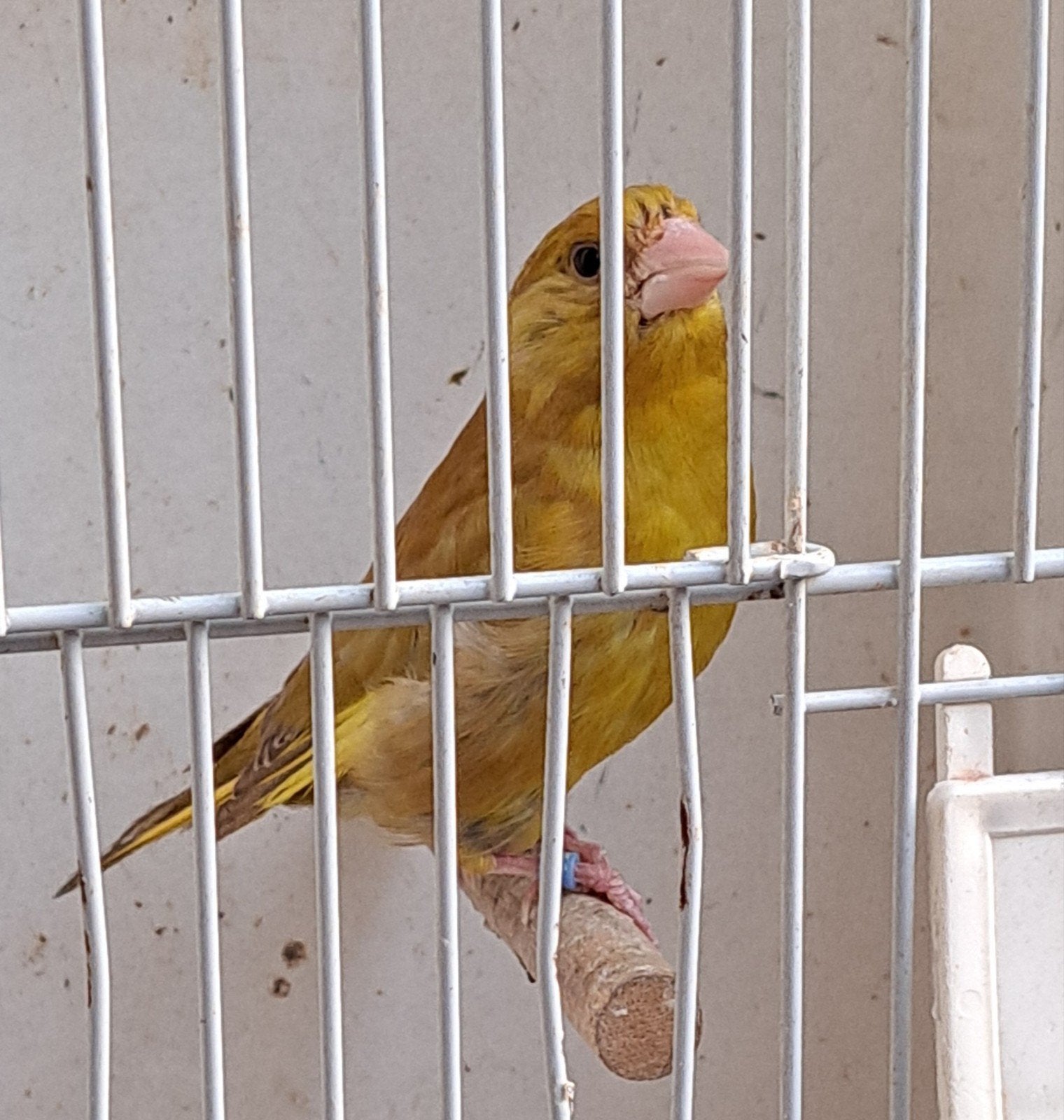 Groenling, Mannelijk, Wildzangvogel, Geringd
