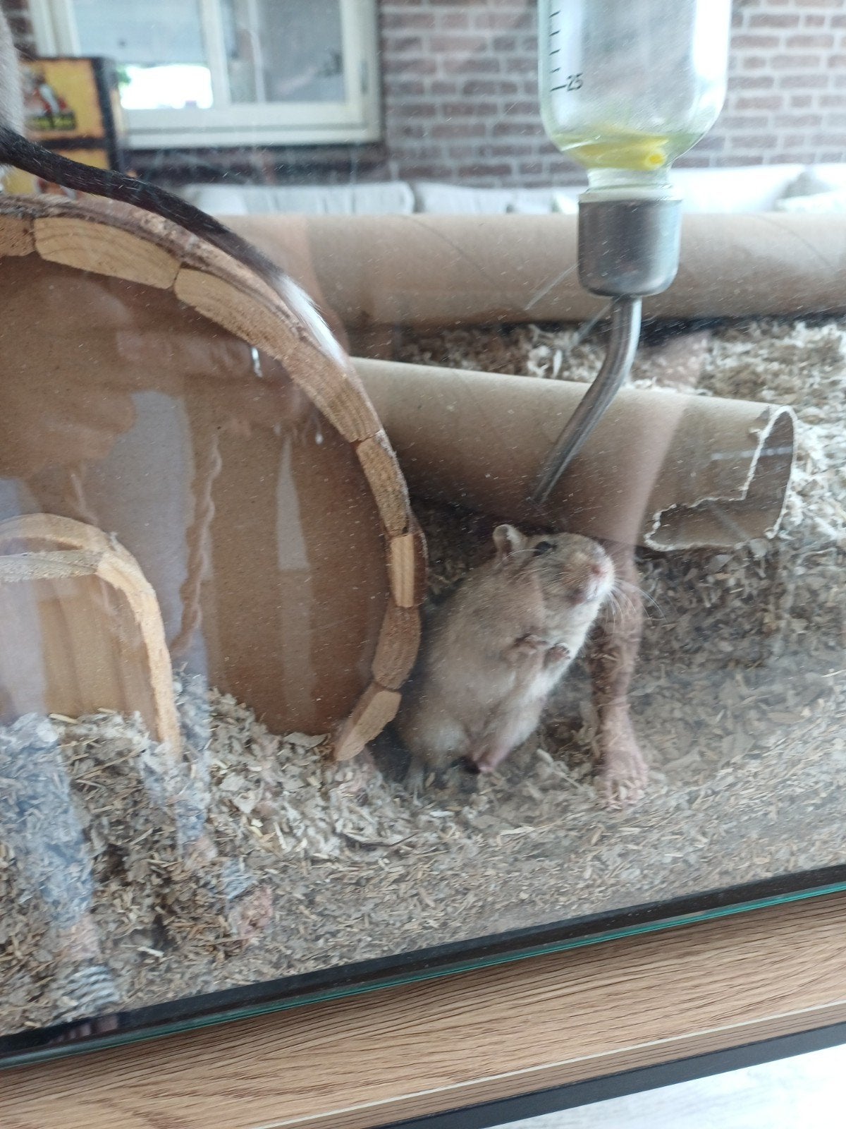 2 vrouwtjes Gerbils, Dieren en Toebehoren, Knaagdieren, Februari, Vrouwelijk, Overige typen