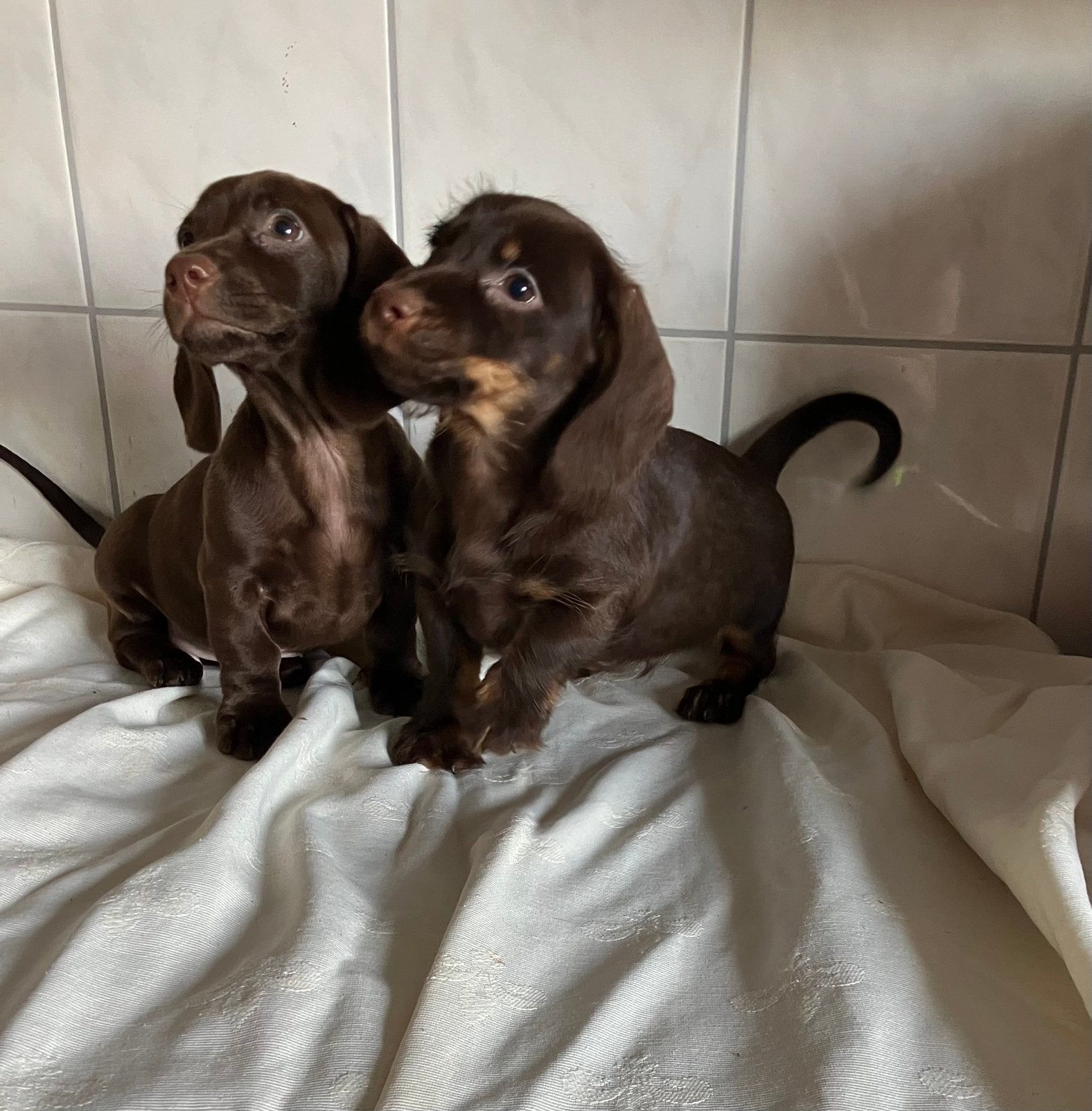 Dwerg teckel pups, Dieren en Toebehoren, CDV (hondenziekte), 8 tot 15 weken, Korthaar, Dwerg