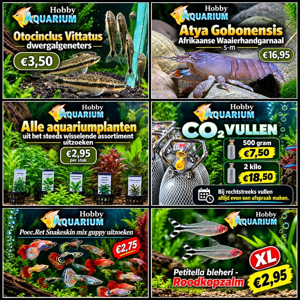 Hobbyaquarium overzicht/prijzen dierendag Zon 4 okt 12/17uur, Vis, Zoetwatervis
