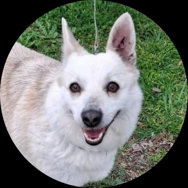 Kleine, lieve meisje zoekt huis., Dieren en Toebehoren, Honden | Niet-rashonden, Particulier, Buitenland, Teef, Parvo