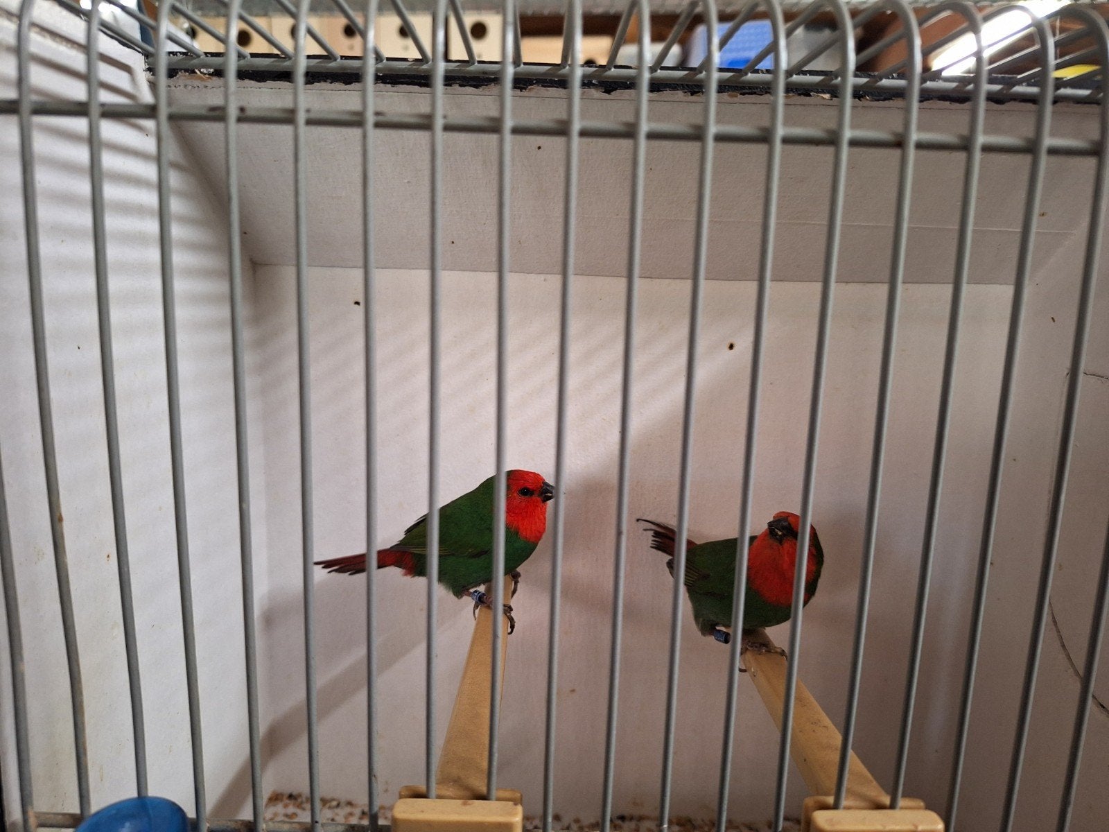Roodkop papegaai amadines, Dieren en Toebehoren, Meerdere dieren, Geringd