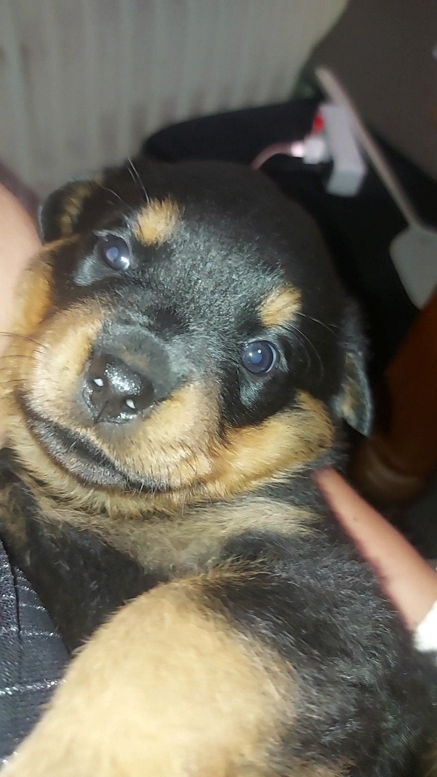 Mooie forse rottweiler pups! Nog 1 teefje beschikbaar!, Dieren en Toebehoren, Honden | Bulldogs, Pinschers en Molossers, Meerdere dieren