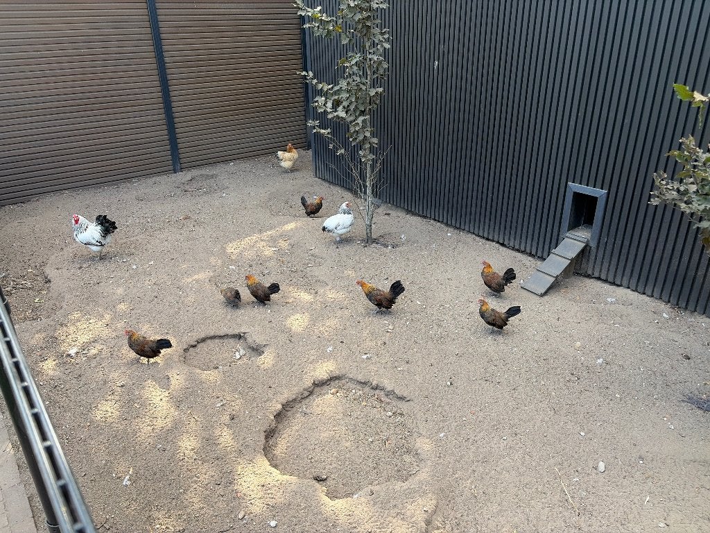 Gratis af te halen 6x Hollandse kriel hanen, Vrouwelijk, Kip