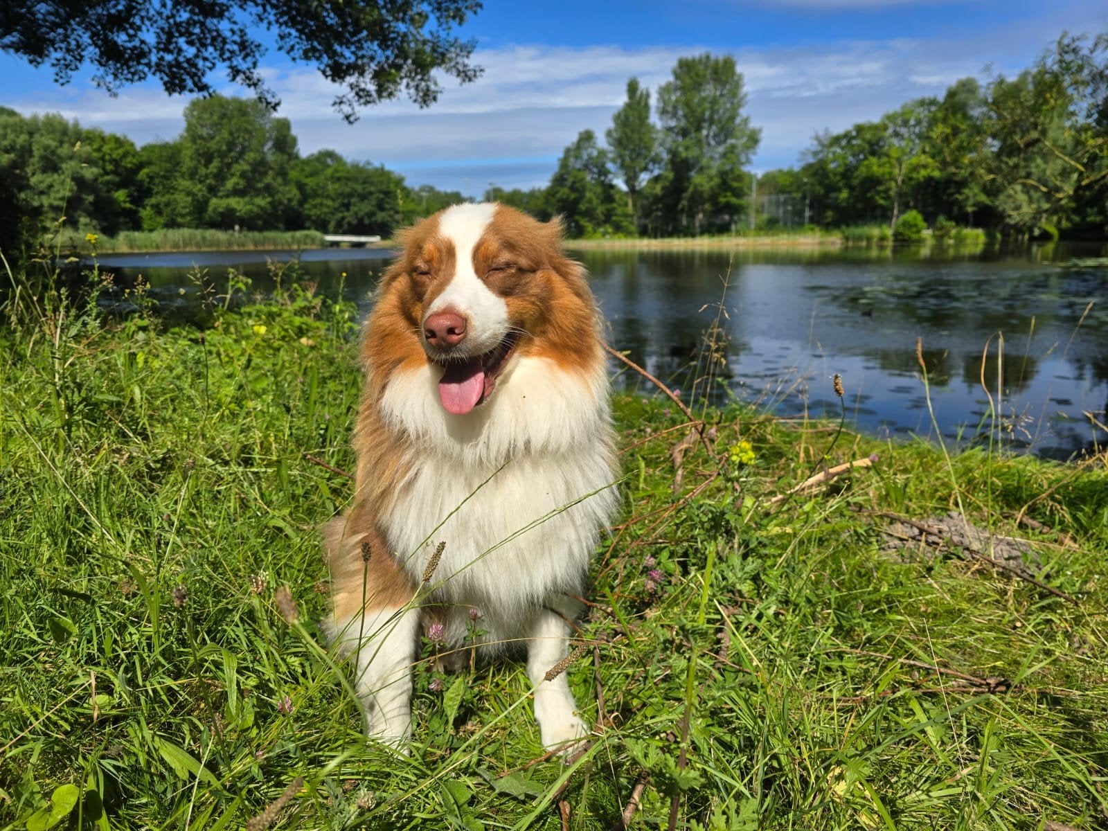 3-jarige Australian Shepherd zoekt een liefdevol thuis., Dieren en Toebehoren, Honden | Beagles, Bassets en Lopende honden, Reu