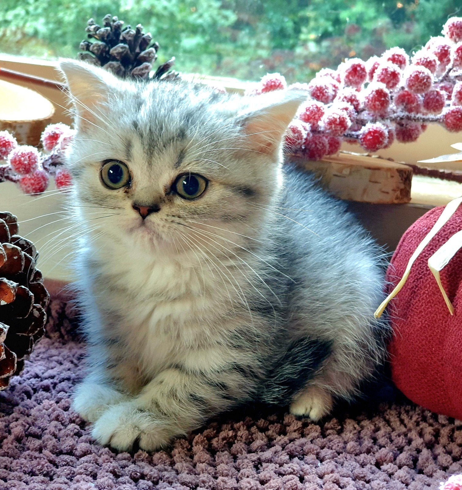 Schattige Brits Korthaar-kittens kunnen gelijk mee, Dieren en Toebehoren, Meerdere dieren, Gechipt, 0 tot 2 jaar