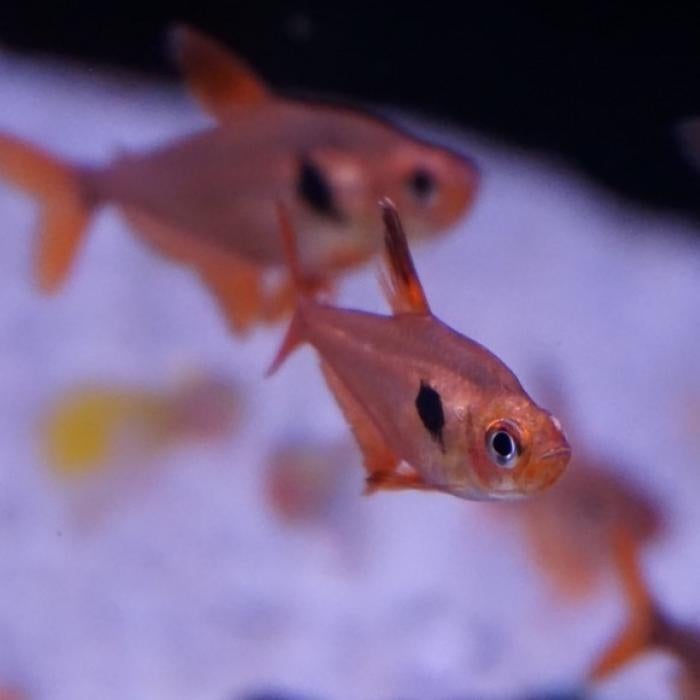 Megalophodus sweglesi, Dieren en Toebehoren, Vis
