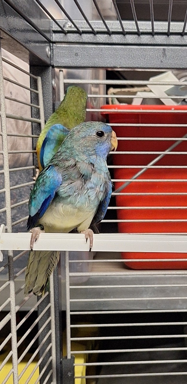 Spledid parkiet, Dieren en Toebehoren, Mannelijk, Parkiet
