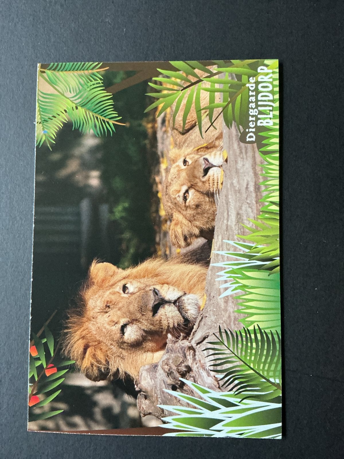 Ansichtkaart Dierenpark Blijdorp met leeuwen en postzegel, Ophalen of Verzenden, 1980 tot heden, Ongelopen, Zuid-Holland