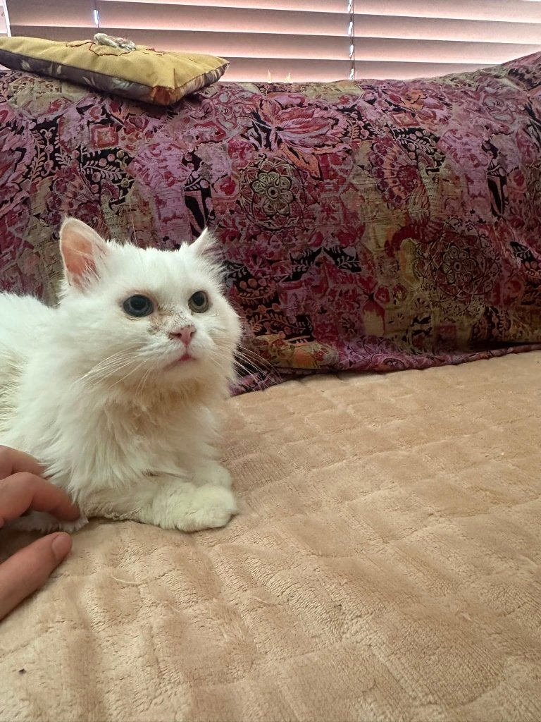Lieve Ragdoll kater zoekt een forever home, Kater, 6 jaar of ouder