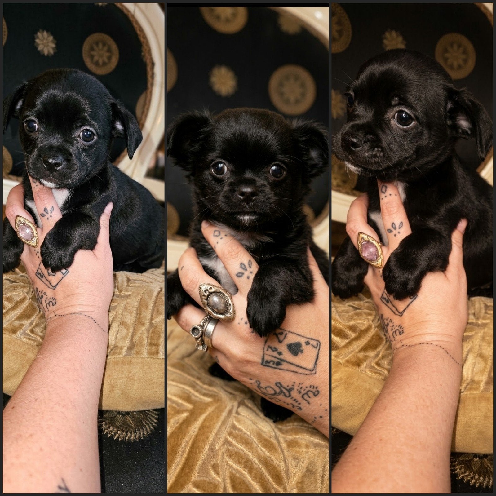 nog 1 lieve chihuahua x jackrussel pup reutje  korthaar, Reu, 8 tot 15 weken, Meerdere, Chihuahua