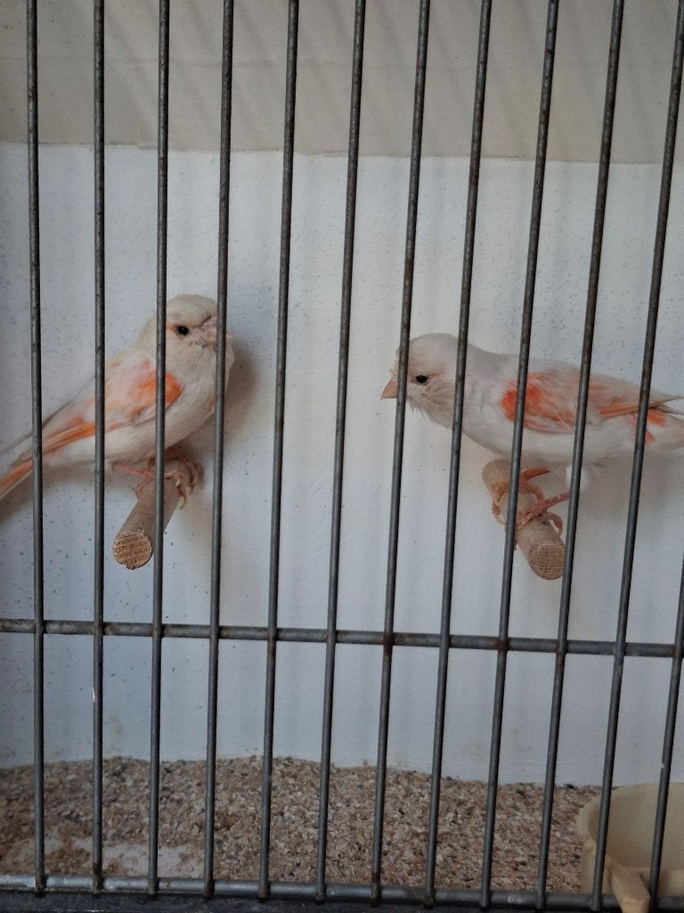 mozaik kanaries, Dieren en Toebehoren, Meerdere dieren, Kleurkanarie