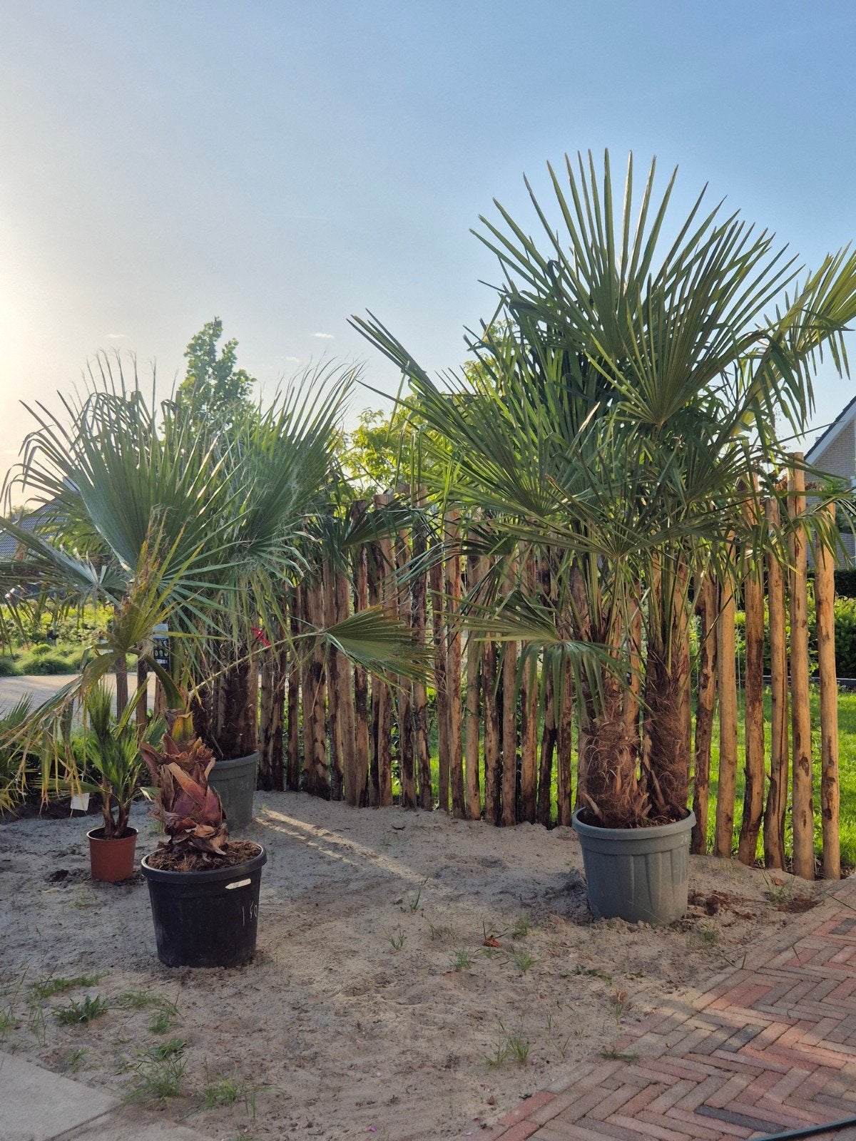 Palmbomen en andere planten te koop, Ophalen, Gehele jaar, Volle zon