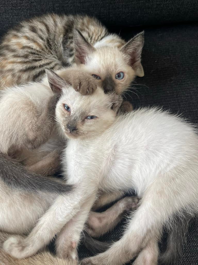 Raszuivere Siamese Sealpoint Kittens, Dieren en Toebehoren, Meerdere dieren, Ontwormd, 0 tot 2 jaar