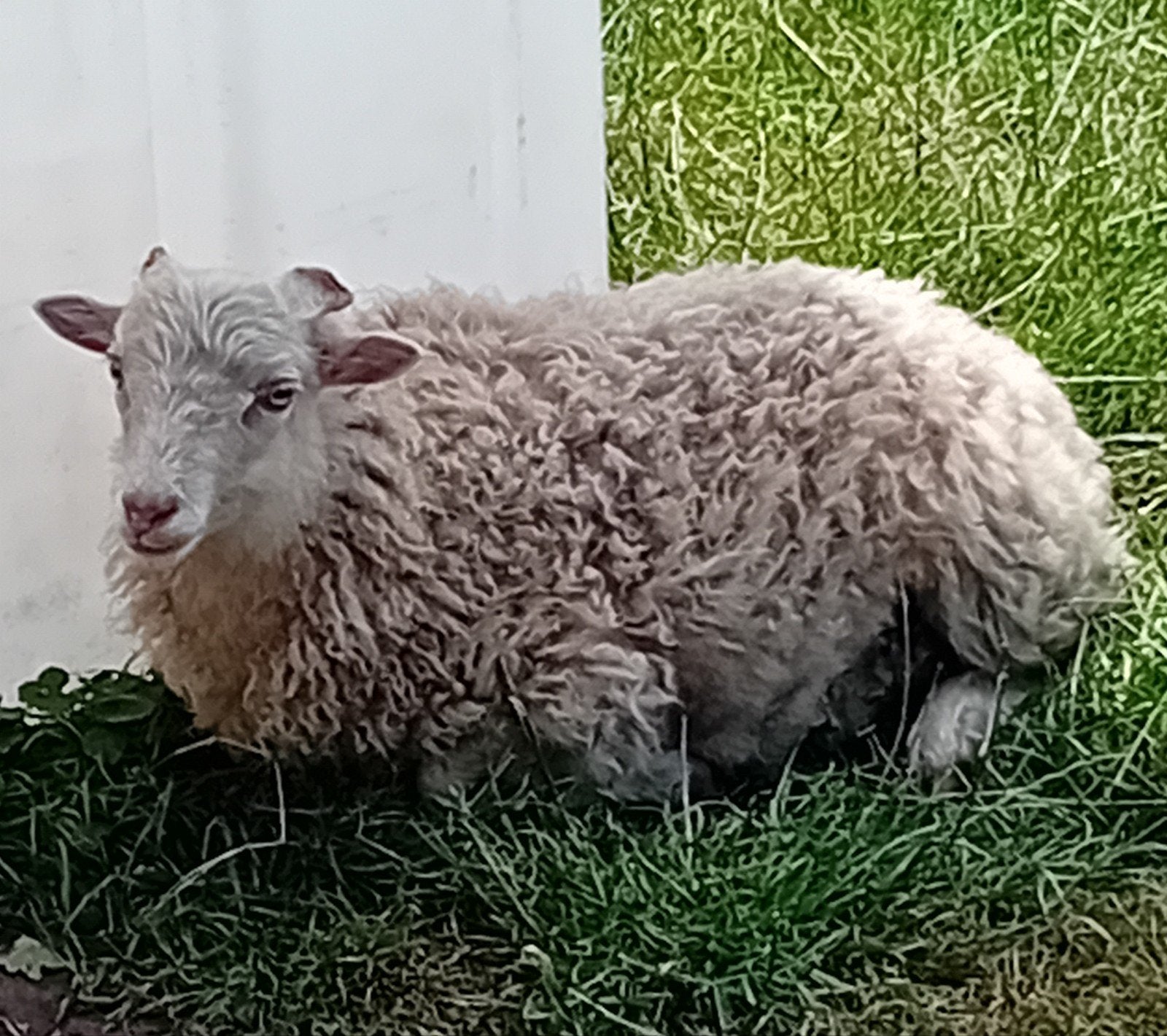 Ouessant rammetje, Mannelijk, Schaap