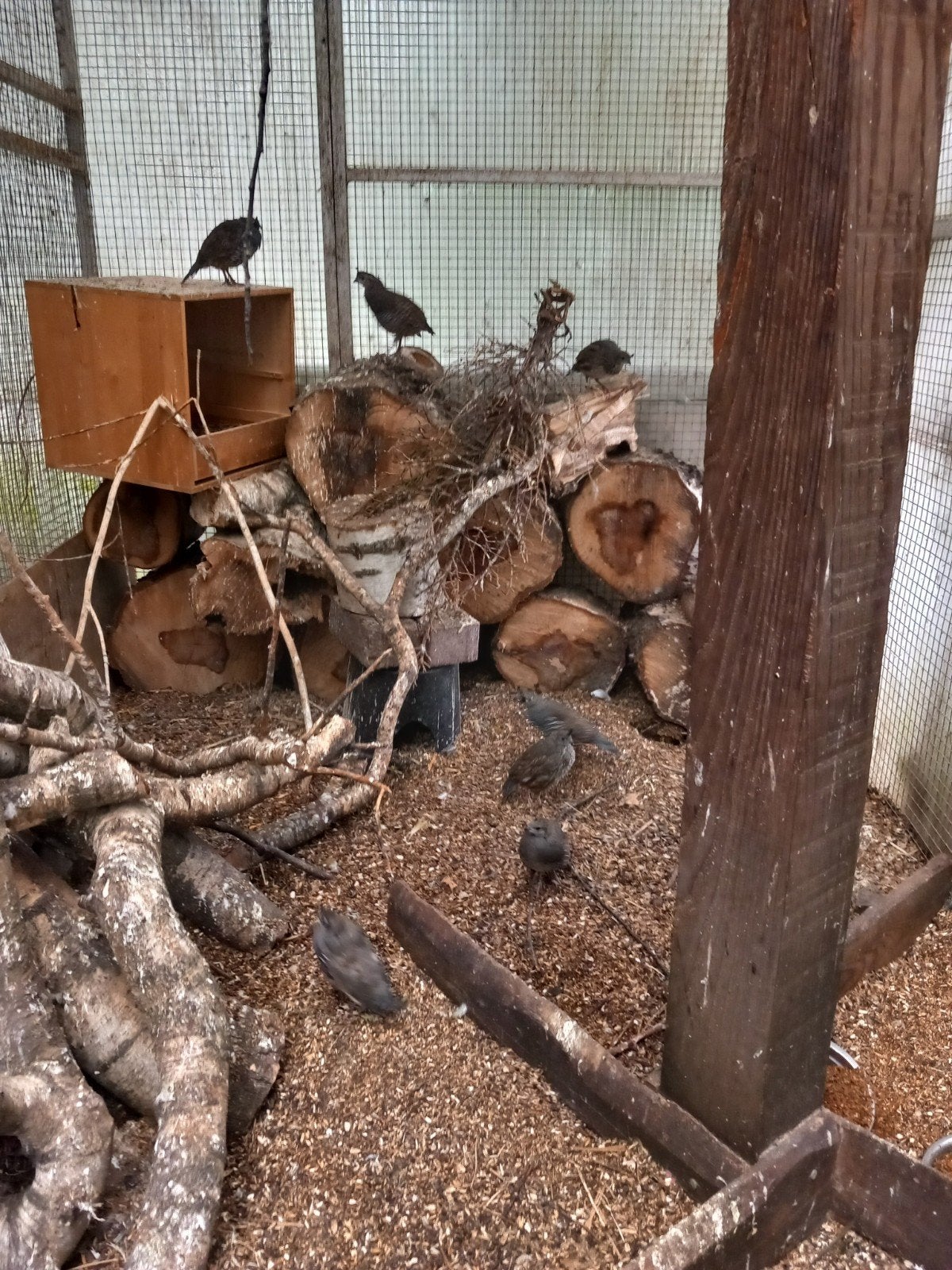californische kuif kwartels, Meerdere dieren