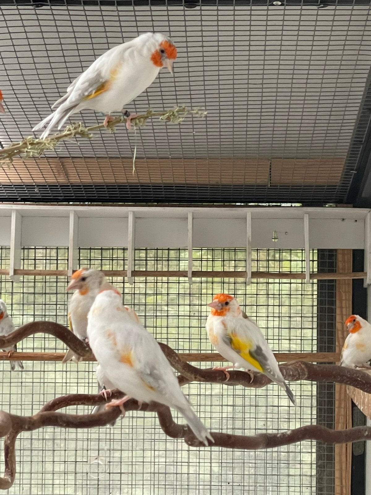 Opaal putters, Meerdere dieren, Wildzangvogel