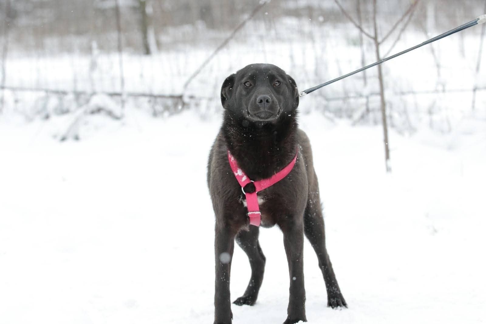 Nora Ter Adoptie, Dieren en Toebehoren, Particulier, 1 tot 2 jaar, Buitenland, Teef