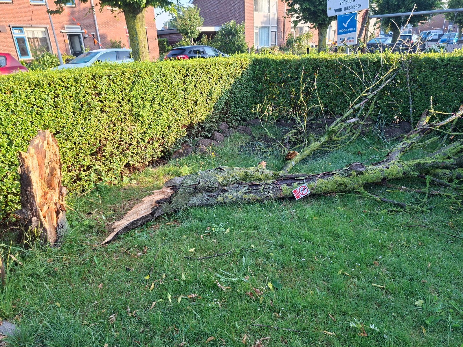 Gratis brandhout/ decoratie., Ophalen, Volle zon, Overige soorten