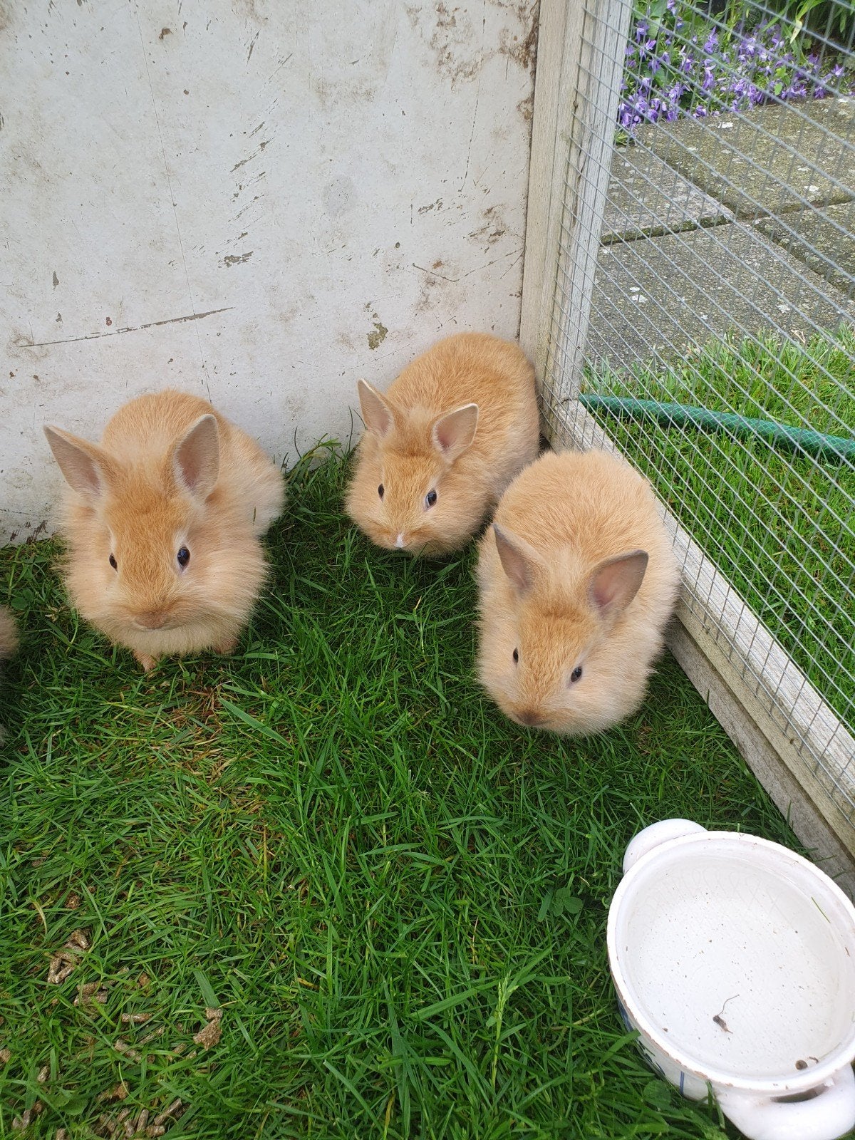 Te koop Konijntjes, Dieren en Toebehoren, Konijnen, Meerdere dieren