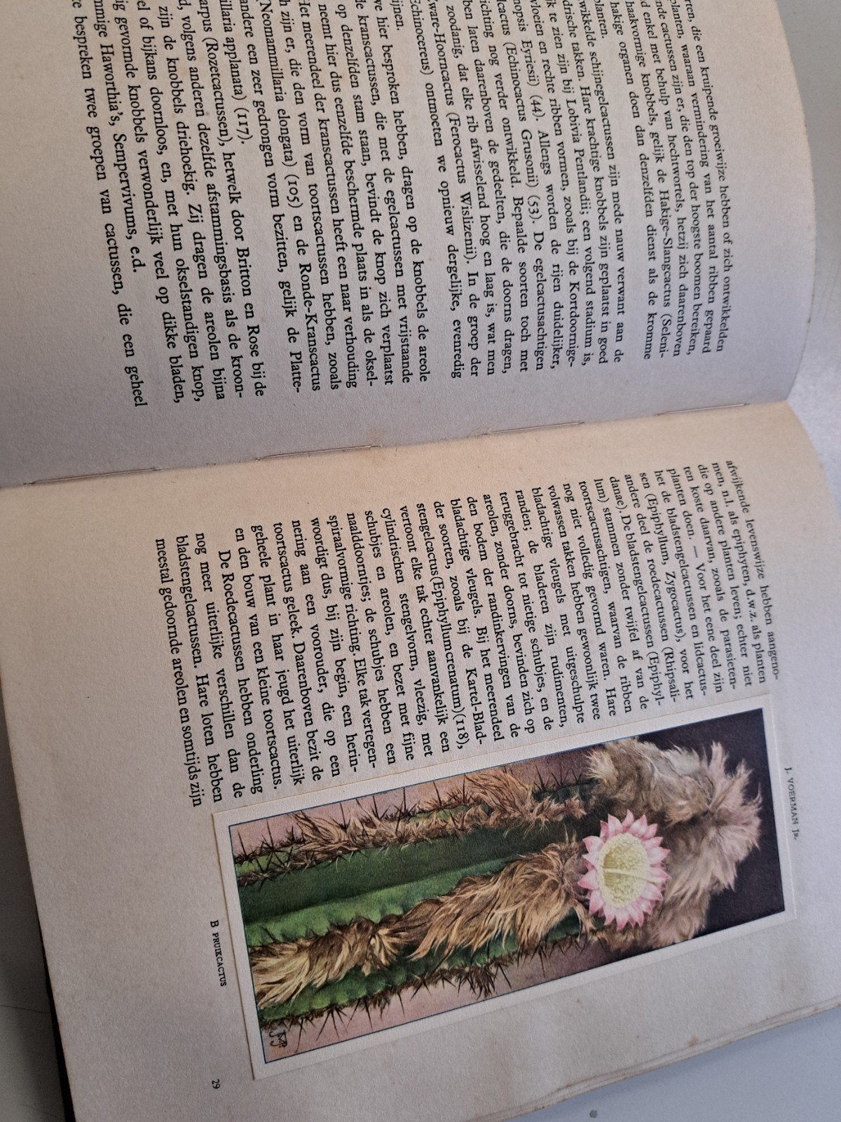Prachtige Verkade Plaatjesalbums - Cactussen, Boeken, Ophalen of Verzenden, Gelezen, A.J. van Laren, Plaatjesalbum