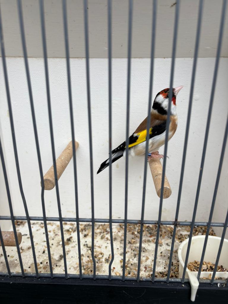 Majoor putter man, Dieren en Toebehoren, Mannelijk, Wildzangvogel