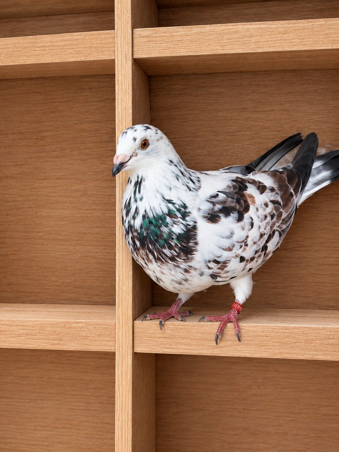 tilduivin, Dieren en Toebehoren, Vrouwelijk, Kropper