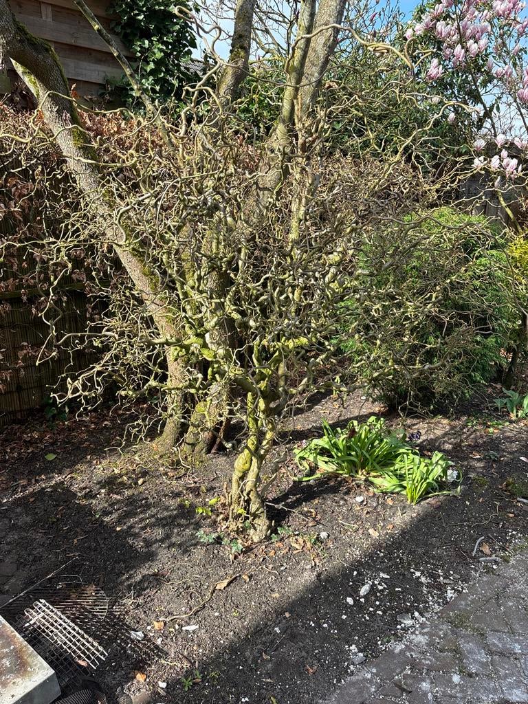 Krulhazelaar 1,80 hoog, Volle zon, Vaste plant, Bloeit niet, Ophalen