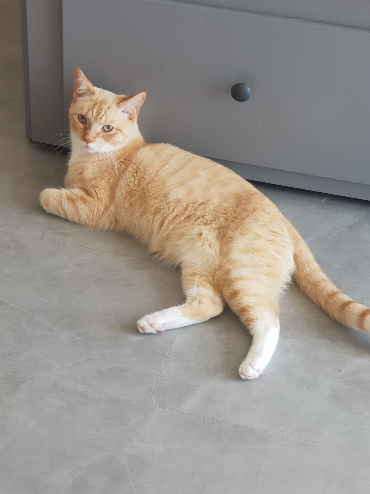❤️ Geef Deze Twee Lieve Katers Een Thuis Vol Liefde❤️, Kater, Langharig, 0 tot 2 jaar