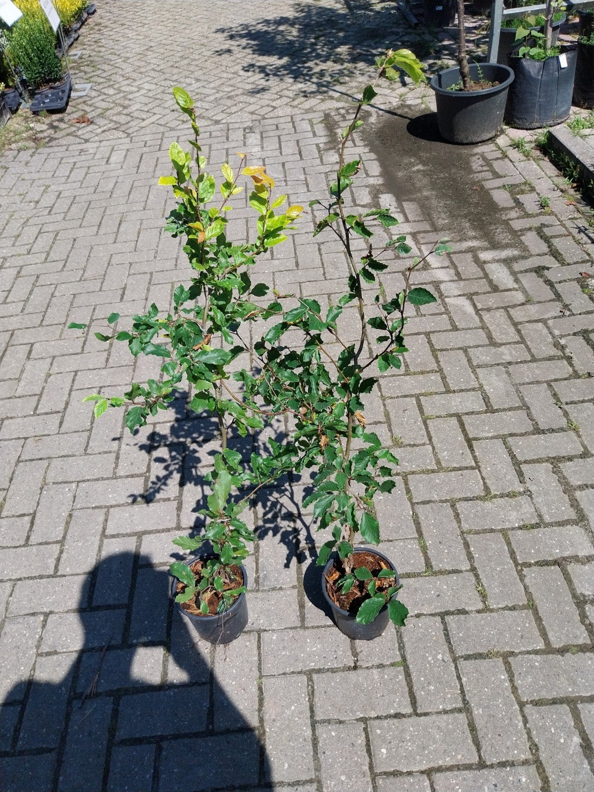 Beukenhaag 80-100 cm - Groene beuk voor uw tuin, Tuin en Terras, Ophalen, Volle zon