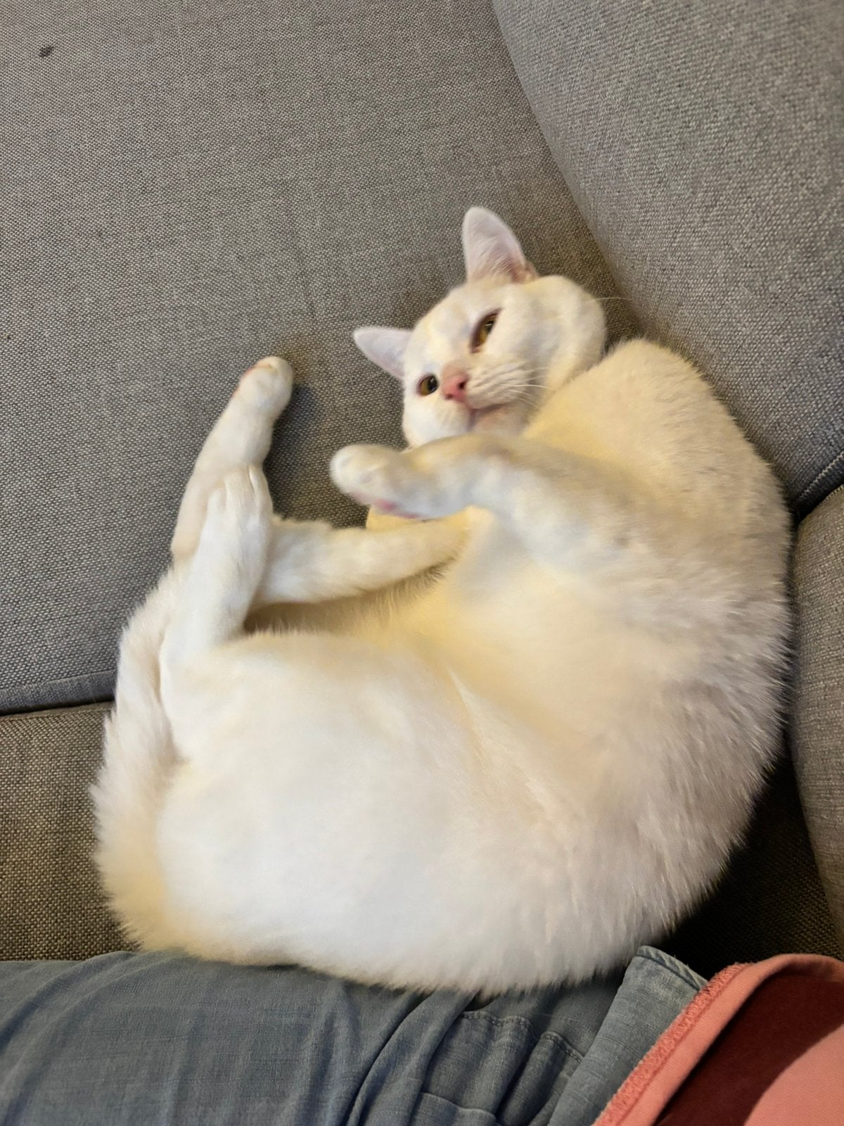 Lieve aanhankelijke kater van 2 jaar, Kater, Kortharig, 0 tot 2 jaar