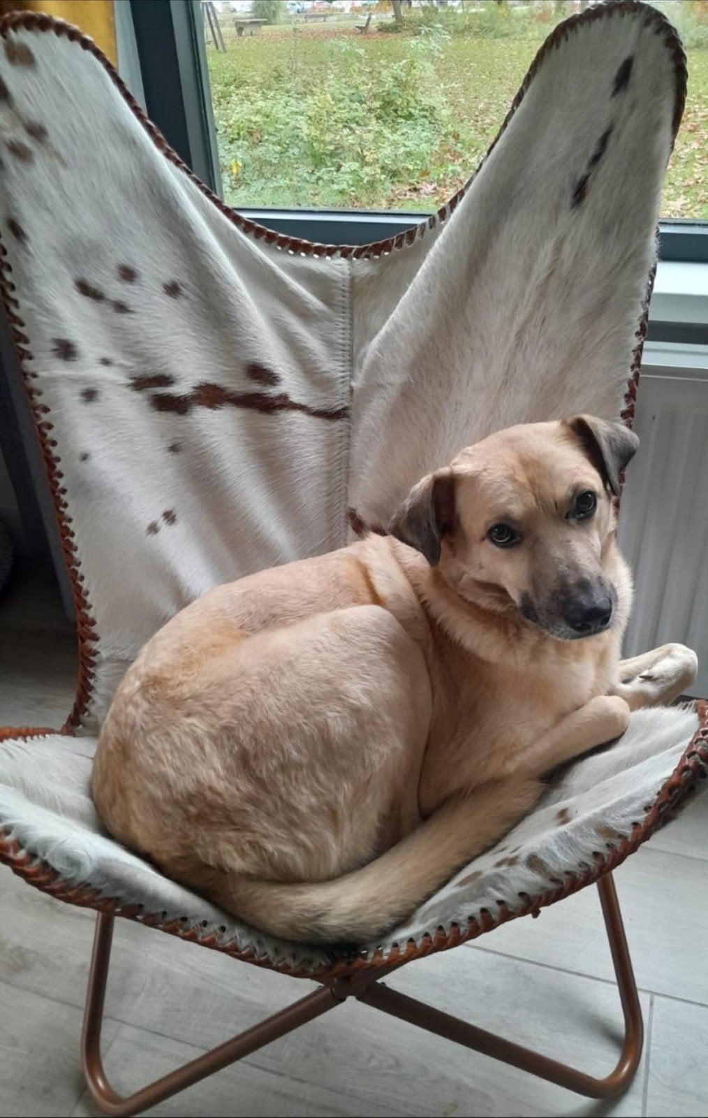 Labrador mix, 6 jaar of ouder, Reu, Labrador retriever, Eén hond