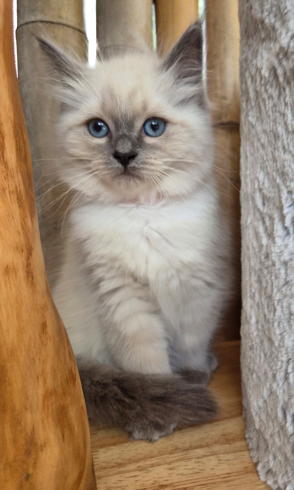 ragdoll poesjes 10 weken,  gevaccineerd, chip paspoort, Dieren en Toebehoren, Katten en Kittens | Raskatten | Langhaar, Poes, Gechipt